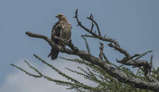 Tawny Eagle