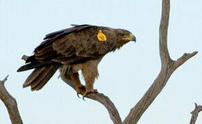 Tawny Eagle