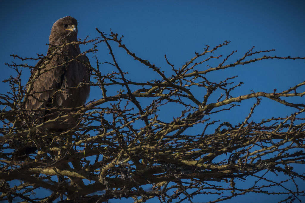 Aigle ravisseur