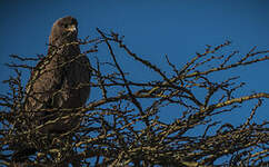 Aigle ravisseur