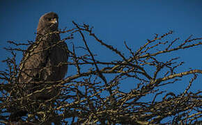 Tawny Eagle