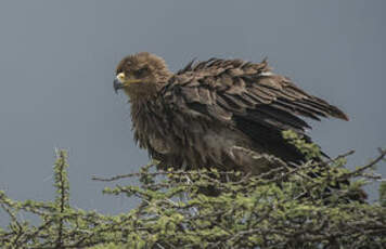 Aigle ravisseur