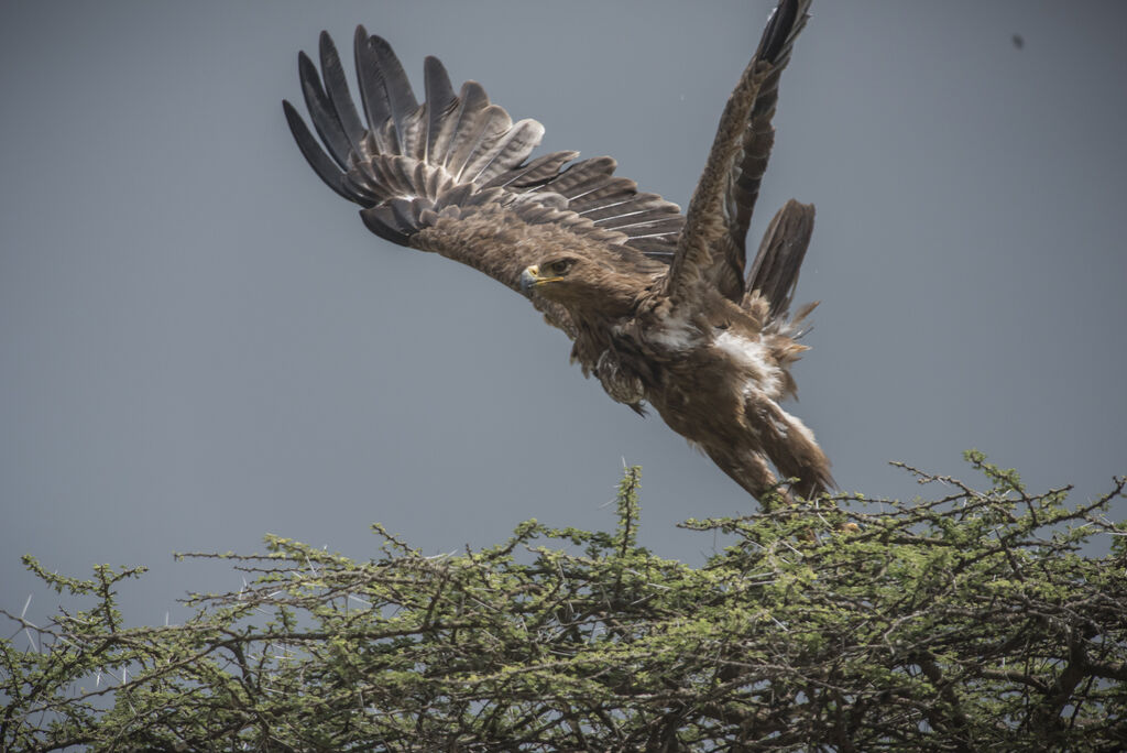 Tawny Eagle