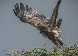 Aigle ravisseur