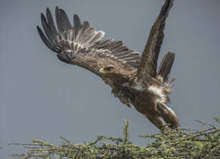 Aigle ravisseur