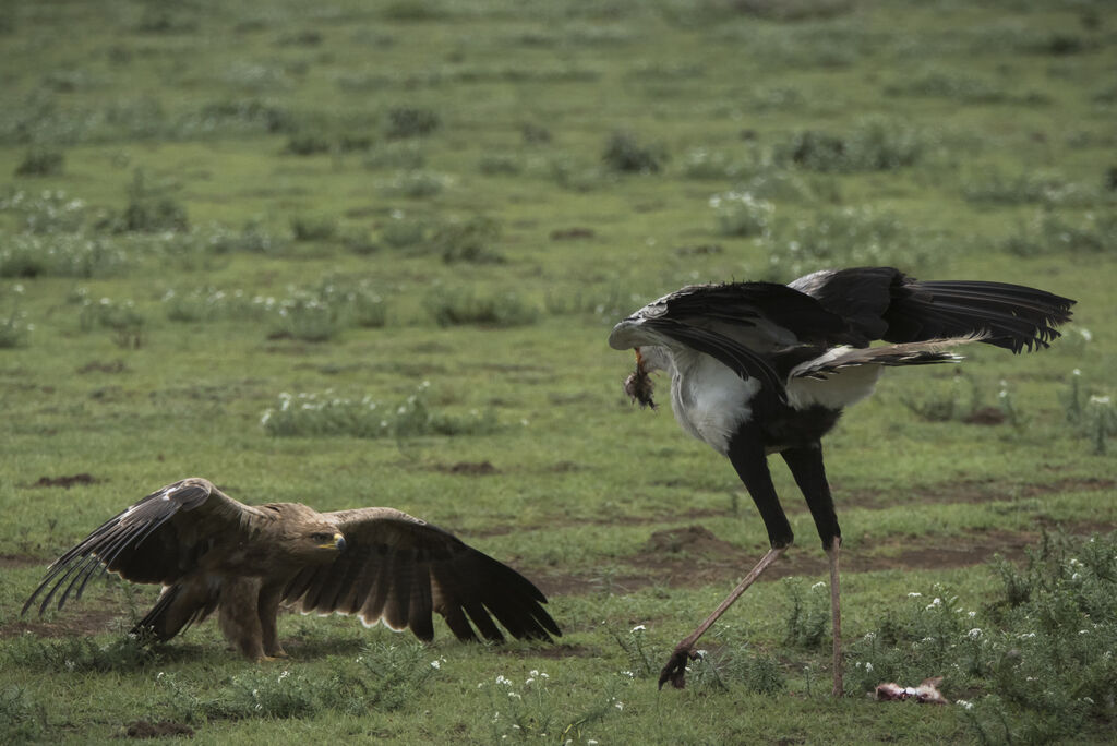 Aigle ravisseur