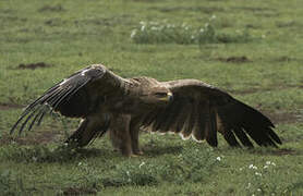 Tawny Eagle