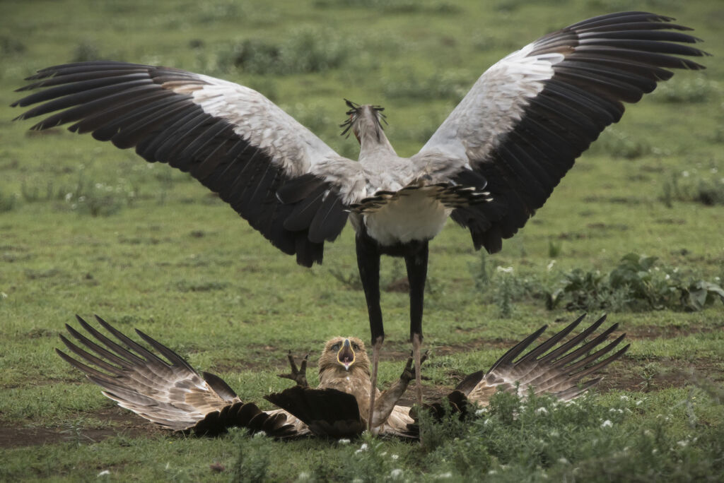 Aigle ravisseur