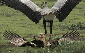 Tawny Eagle