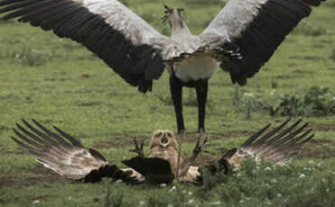 Aigle ravisseur