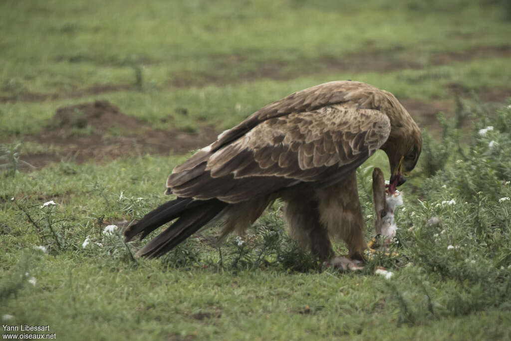 Tawny Eagleadult, eats