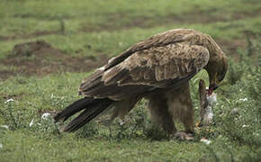 Tawny Eagle