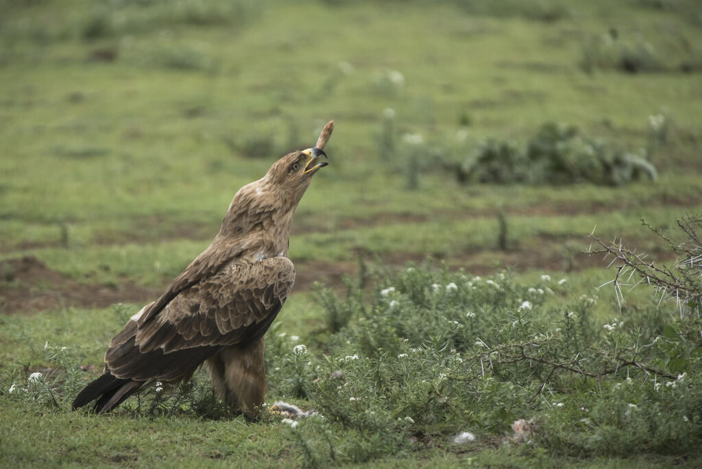 Aigle ravisseur