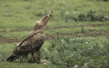 Aigle ravisseur