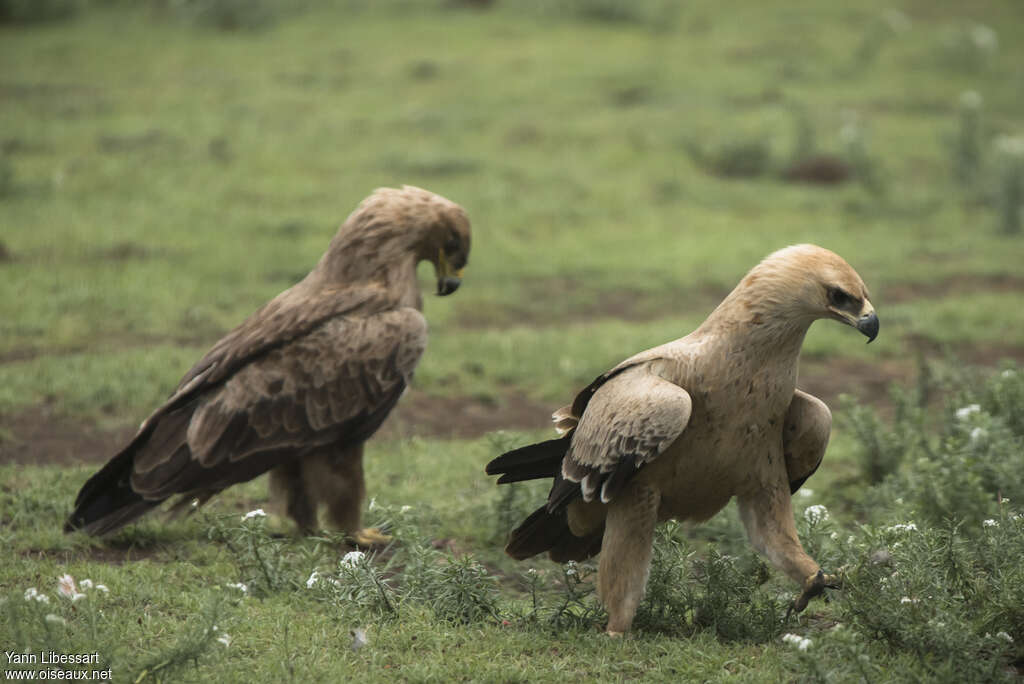 Aigle ravisseurjuvénile