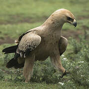 Tawny Eagle