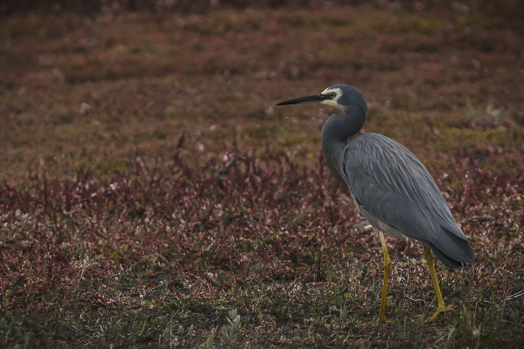 White-faced Heron