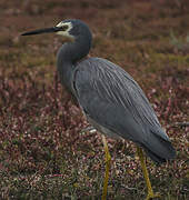 White-faced Heron