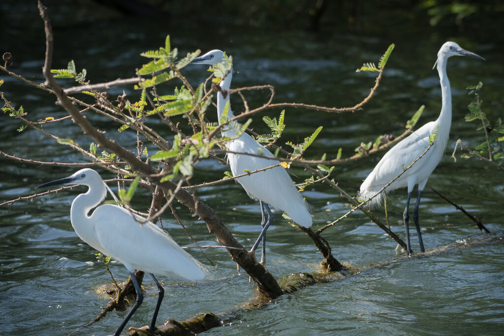 Little Egret