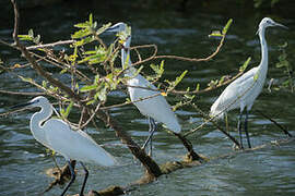 Little Egret