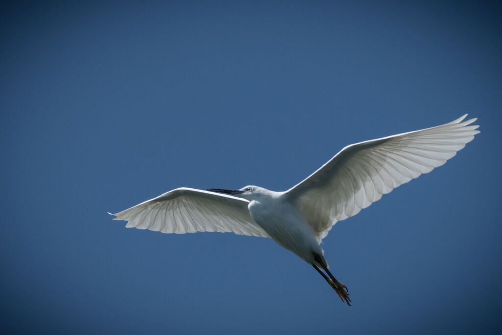 Aigrette garzette