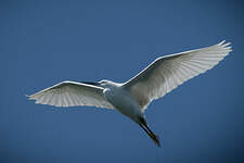 Aigrette garzette