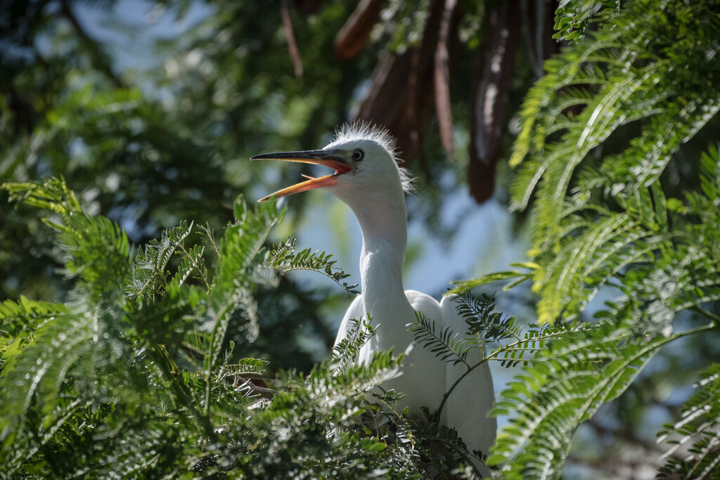 Aigrette garzettejuvénile