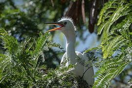 Little Egret