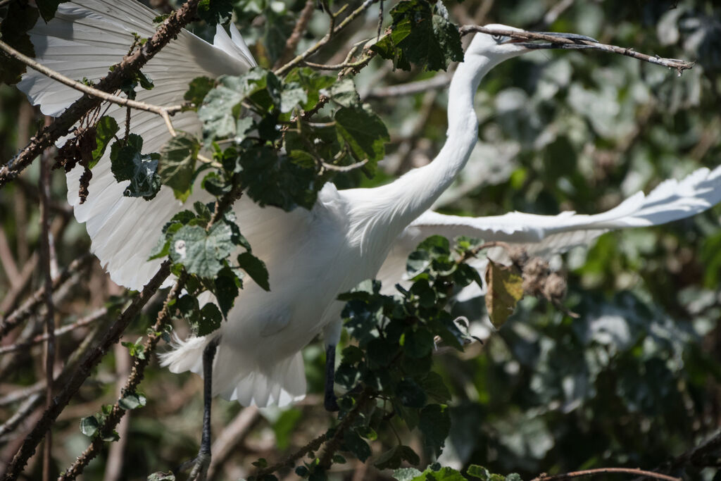 Little Egret