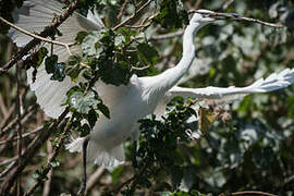 Little Egret