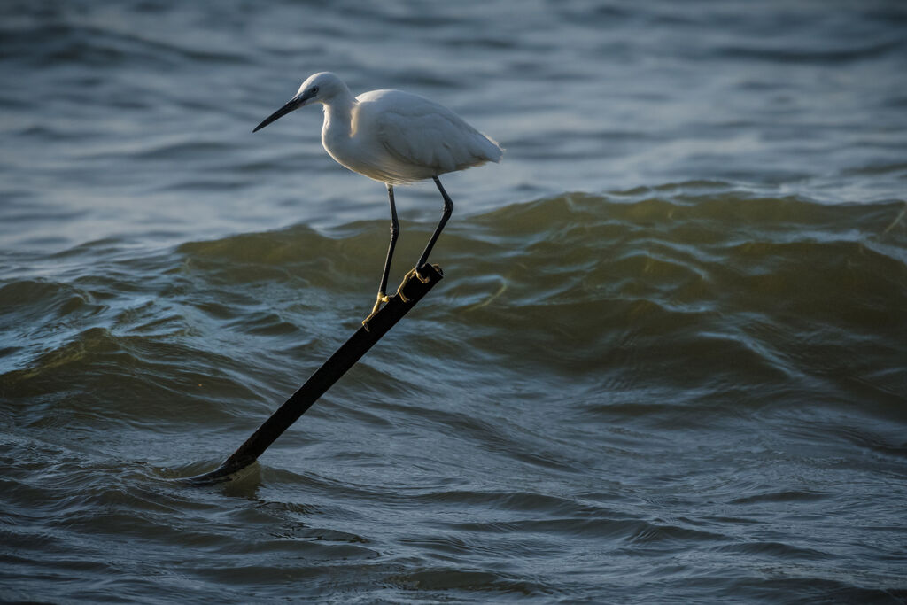 Little Egret