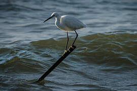 Little Egret