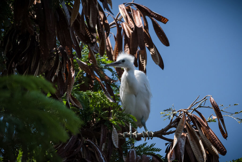 Aigrette garzette