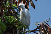 Aigrette garzette