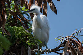 Little Egret