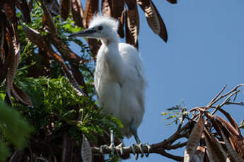 Aigrette garzette