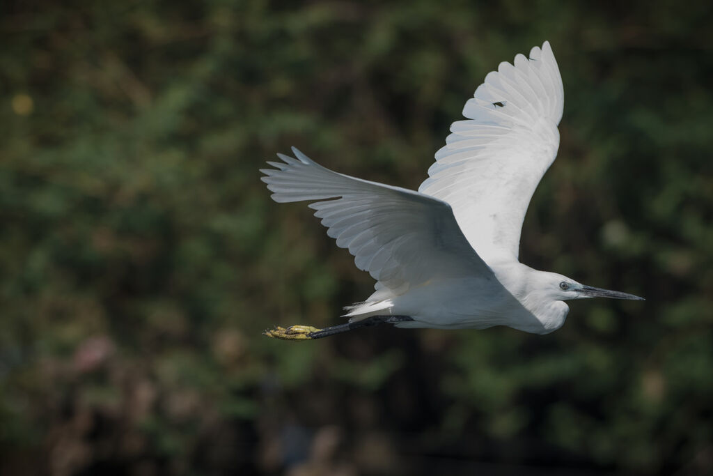 Little Egret