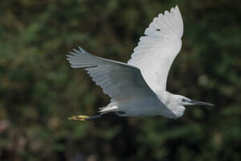 Aigrette garzette