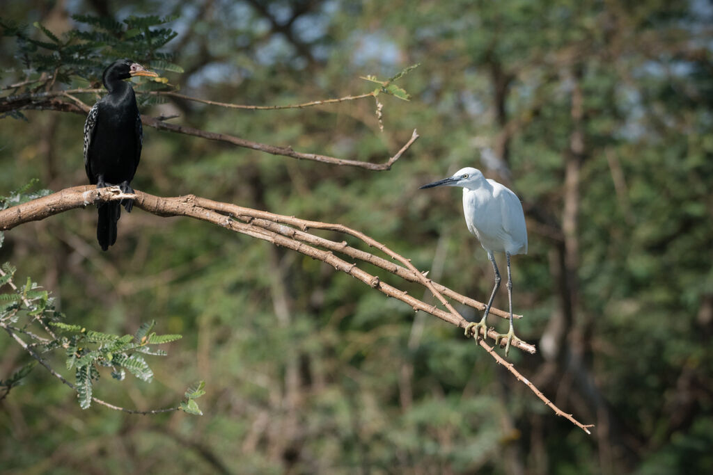 Little Egret