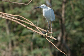 Aigrette garzette