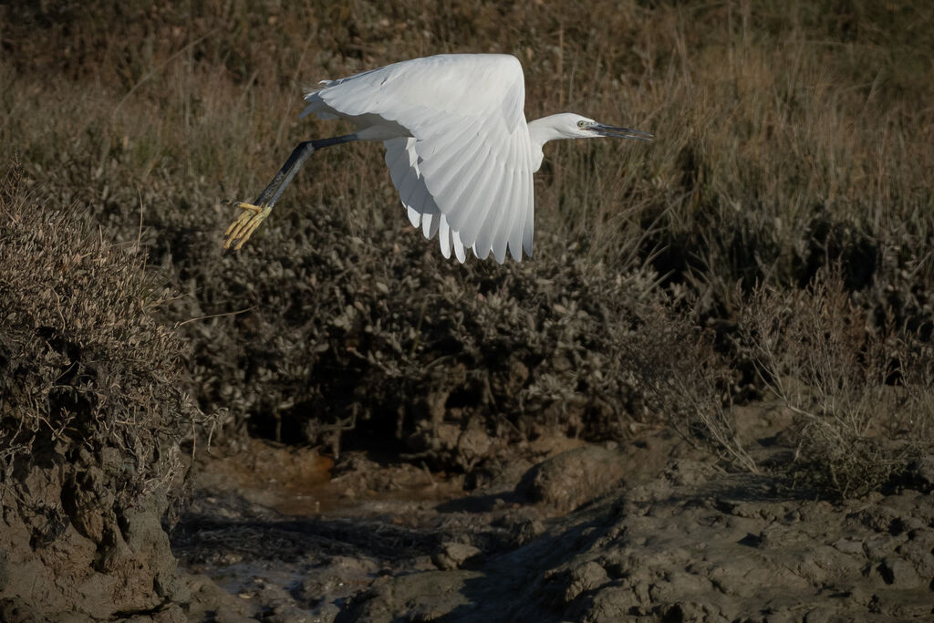 Little Egret, Flight