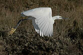 Aigrette garzette