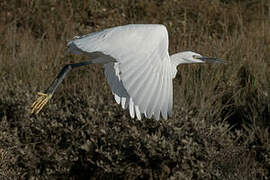 Little Egret