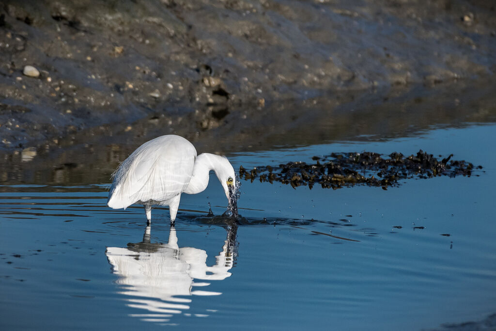 Aigrette garzette