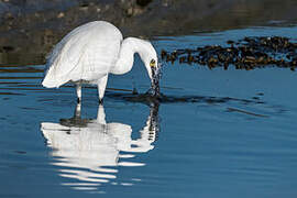 Little Egret