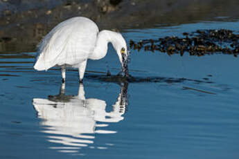 Aigrette garzette