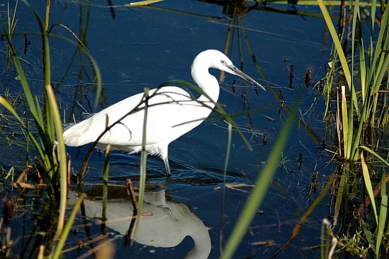 Aigrette garzette