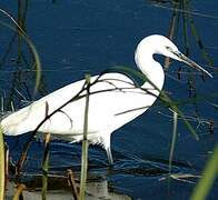 Aigrette garzette