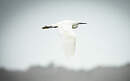 Aigrette garzette