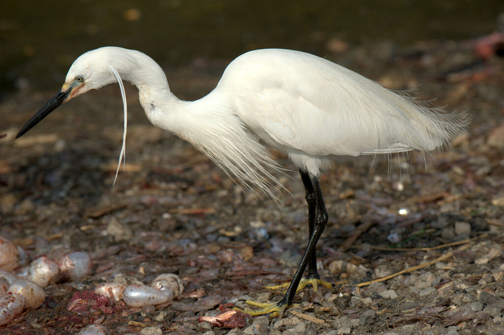 Little Egret